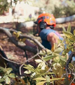 tree mulching